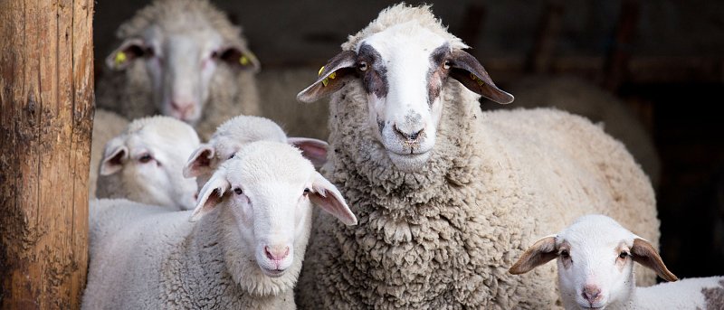 Επιλογή ζώων αντικατάστασης: Το “αόρατο” μυστικό για ένα υγιές και παραγωγικό κοπάδι