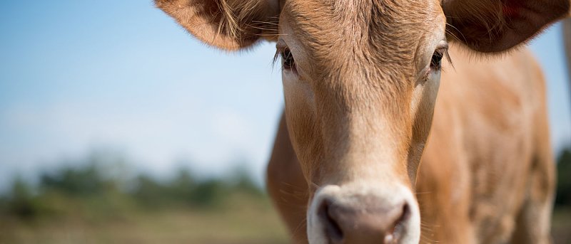 Συναγερμός με κρούσματα αφθώδη πυρετού σε Ουγγαρία και Σλοβακία