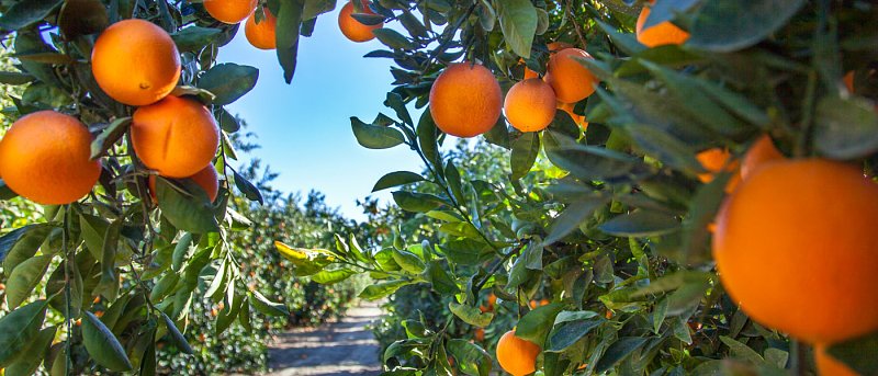 The large volume in Valencia is yet to come, first harvesting has higher prices compared to last year