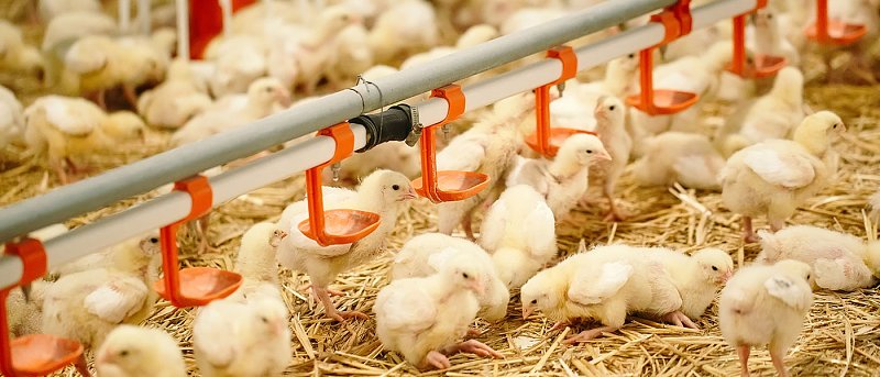 Από 2024 έρχεται ηλεκτρονική συνταγογράφηση στο ΥπΑΑΤ, ποια ζώα αφορά και η διαδικασία