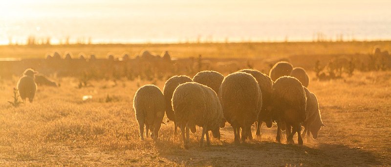 Η Λήμνος με 100.000 ζώα δεν έχει κτηνίατρο, εγκαταλελειμμένοι οι κτηνοτρόφοι