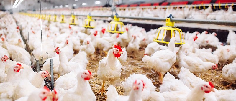 Συνάντηση με Κελέτση ζητούν οι πτηνοτρόφοι για το πρόβλημα της ρύθμισης οφειλών