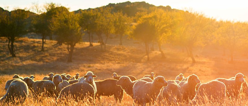 Αποβολές στα αγροτικά ζώα: Ο ρόλος των παρασίτων