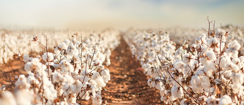 Συνεργασία SIPCAM ΕΛΛΑΣ με εταιρεία πολλαπλασιαστικού υλικού GREENCO