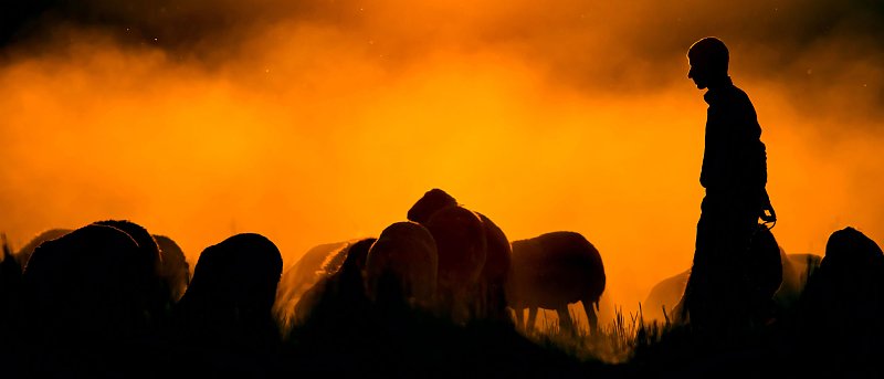 Επιβεβαιώθηκε το πρώτο κρούσμα ευλογιάς προβάτων στην Ήπειρο