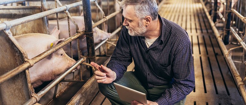ΕΕ: Πράσινη Συμφωνία φέρνει αλλαγές στις χοιροτροφικές και πτηνοτροφικές εκτροφές