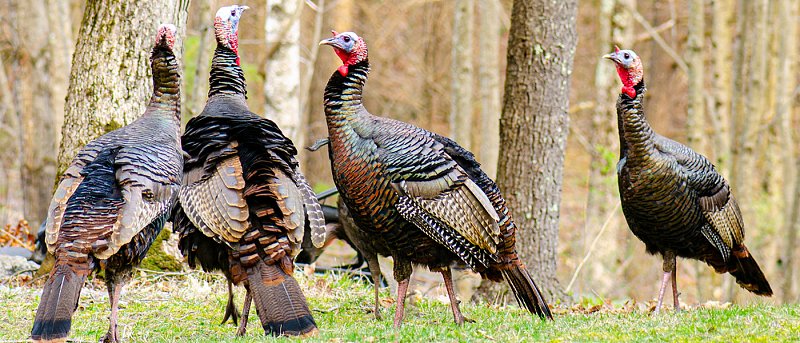 Προβληματισμένοι οι εκτροφείς γαλοπούλας με υψηλό κόστος, δεν βγαίνει εισόδημα