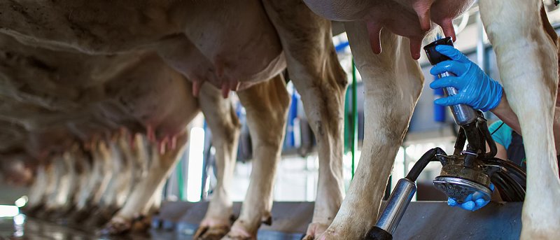 Συνεχίζουν να δικαιώνονται αγελαδοτρόφοι για καρτέλ από Άρειο Πάγο, ποσά αποζημίωσης