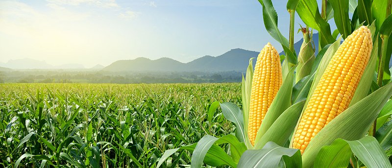 Μπαίνει δυναμικά η Αλγερία στην καλλιέργεια καλαμποκιού και ελαιούχων σπόρων