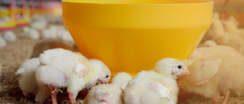 Στην Βουλή το πρόβλημα με το χρεωστικό ΦΠΑ που αντιμετωπίζουν οι πτηνοτρόφοι