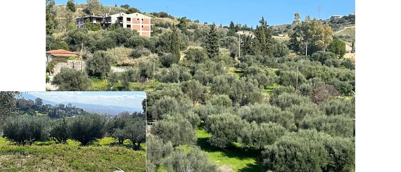 Πάτρα: Διατίθεται προς πώληση ή μίσθωση κτήμα με ελαιόδεντρα