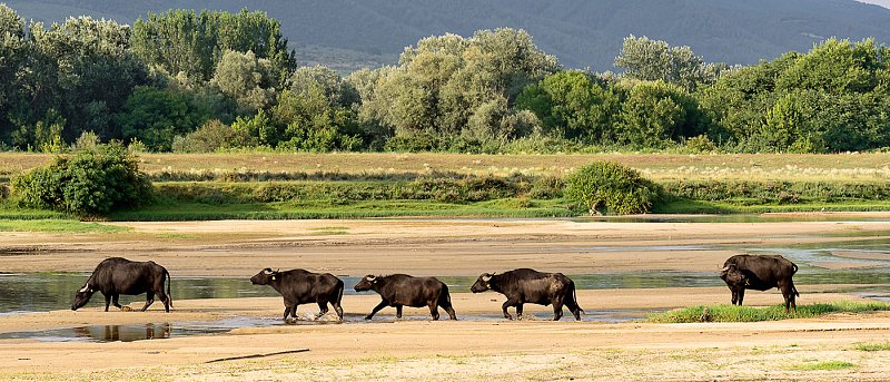 Μειώνονται τα κοπάδια βουβαλιών λόγω προβλημάτων στα βοσκοτόπια και έλλειψης εργατών