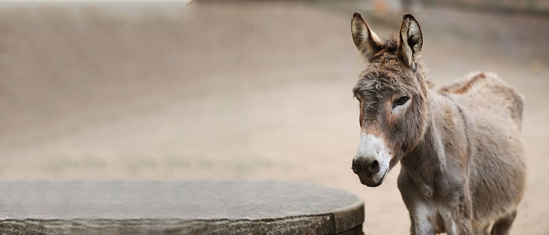 Ρητές συστάσεις Κεδίκογλου για πιστή εφαρμογή των διατάξεων περί ευζωίας των ιπποειδών