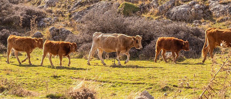 Που κυμαίνονται οι τιμές παραγωγού στο μοσχαρίσιο κρέας και γιατί δεν πρόκειται να μειωθούν