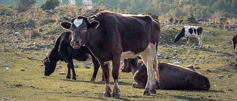 Κτηνοτρόφος Αχιλλέας Τσαπραΐλης: Εκεί που μας χρωστούσανε μας πήραν και το βόδι