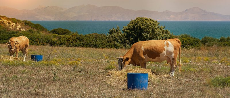 Κρούσματα άνθρακα σε δύο εκτροφές στην Τριφυλία, ήδη πέθαναν 20 αγελάδες και 2 πρόβατα από την ασθένεια