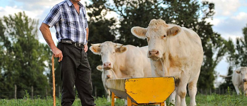 Νερό στα παραγωγικά ζώα: η ποιότητα που καθορίζει την υγεία και την παραγωγή