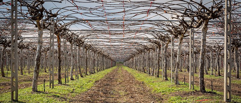 Ακτινιδιά: Γιατί το σωστό «δέσιμο» των κληματίδων καθορίζει την παραγωγή