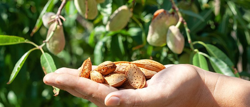 Η εικόνα καρπόδεσης στις αμυγδαλιές, υπάρχει ζήτηση και μηδενικά αποθέματα, οι εξαγωγές δίνουν προστιθέμενη αξία στο προϊόν