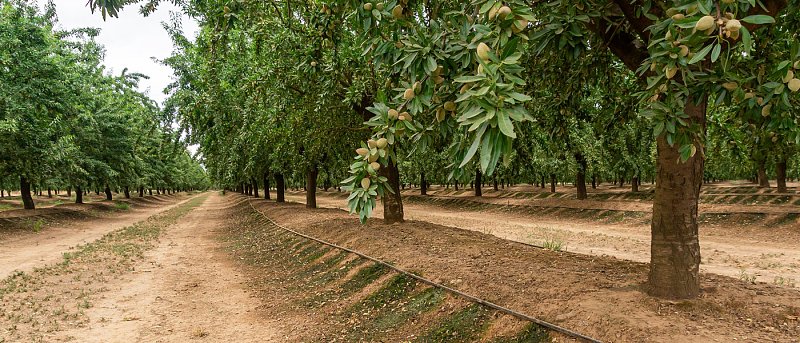 Αμυγδαλιά: Η σωστή άρδευση κάνει τη διαφορά σε παραγωγή και ποιότητα