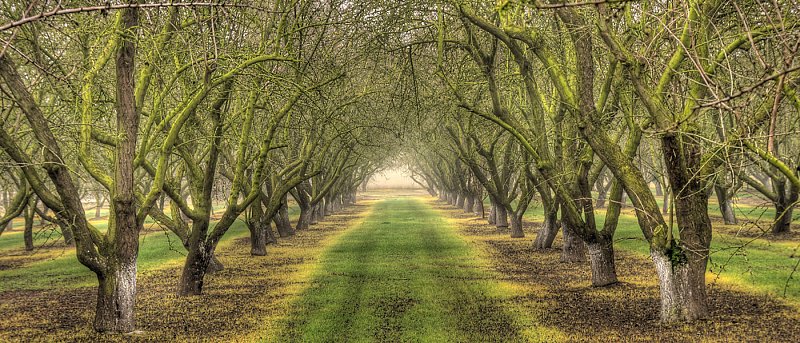 Φυτοπροστασία στην αμυγδαλιά: Επίκαιρες επεμβάσεις σε ασθένειες και εχθρούς