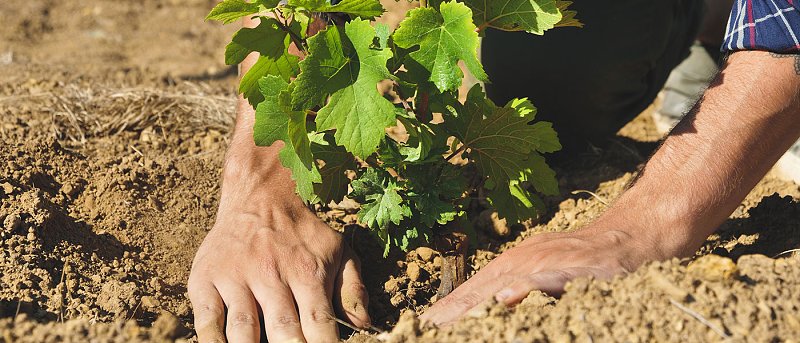 Η τελική λίστα αναδιάρθρωσης και μετατροπής αμπελώνων της περιόδου 2025-2026