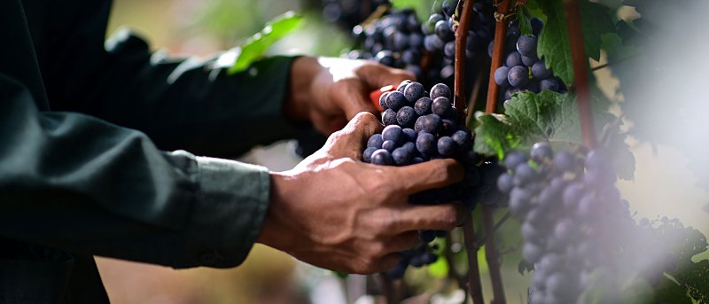 ΚΕΟΣΟΕ: Επανέρχονται οι πριμοδοτούμενες εκριζώσεις αμπελώνων στην ΕΕ