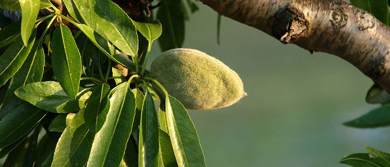 Πολυστίγμωση στην αμυγδαλιά: Οι ανοιξιάτικες βροχές άφησαν το αποτύπωμά τους στους οπωρώνες
