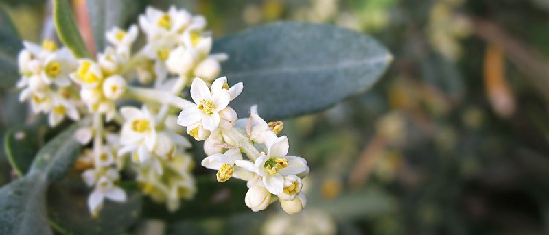 Προτάσεις ΓΕΩΤΕΕ για το Εθνικό Σχέδιο Δράσης για τους Επικονιαστές