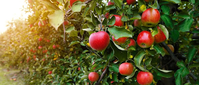 Σύσκεψη μηλοπαραγωγών στο Μεσόβουνο της Κοζάνης, ζητούν αναπλήρωση εισοδήματος
