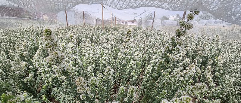 «Αρέθουσα», η πρώτη Ελληνική Ποικιλία Ρίγανης εγκαταστάθηκε στη Βόρεια Εύβοια