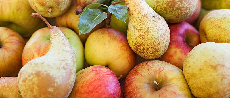 Ποικιλίες αχλαδιάς: Τι να γνωρίζει ο παραγωγός πριν επιλέξει