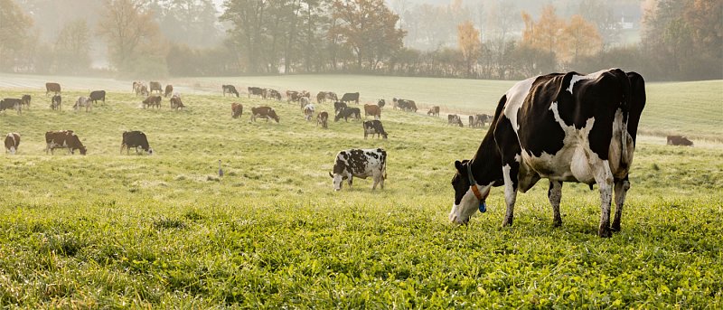 Ξεκινά περισυλλογή νεκρών ζώων στην Κ. Μακεδονία, ερωτηματικά για τα ελευθέρας
