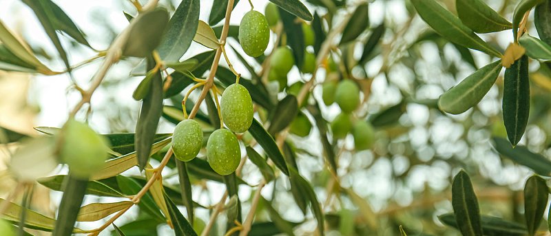 Η λίπανση της επιτραπέζιας ελιάς Χαλκιδικής, οι βροχοπτώσεις βοήθησαν την καλλιέργεια