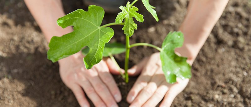 Ανακοινώθηκε η μελέτη Αναδιάρθρωσης Καλλιεργειών, από τέλη Οκτωβρίου αιτήσεις ένταξης