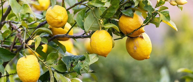 Με μειωμένους ρυθμούς γίνονται κοπές λεμονιών, οι εξαγωγές κρατάνε το εμπόριο