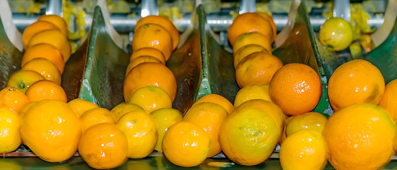 Τιμές στα Βαλέντσια και Λάνε, μείωση 50% στα Οικολογικά είδαν οι παραγωγοί εσπεριδοειδών