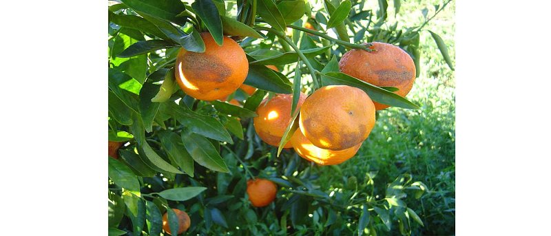 Ζημιές στις Κλημεντίνες από την προσυλλεκτική κηλίδωση που δεν αποζημιώνει ο ΕΛΓΑ