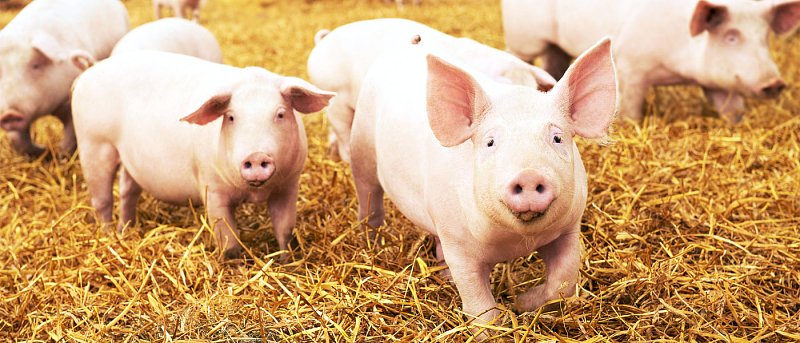 Δύο προγράμματα χοιροτροφίας: Αποτελέσματα για Αφρικανική Πανώλη και αιτήσεις για ευζωία