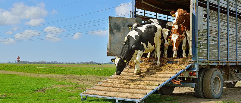 Η Κεντρική Μακεδονία κάνει ότι δεν κάνει το ΥπΑΑΤ, απαγορεύει εισαγωγές ζώων λόγω αφθώδους