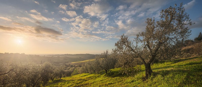 Μεγαλύτερη στήριξη της ελαιοκαλλιέργειας από την ΚΑΠ και πιο έγκαιρη δακοκτονία ζητούν οι Κρητικοί