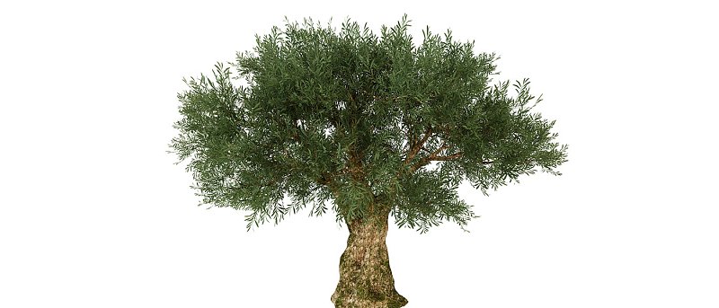 Αφιέρωμα: Τα φυτώρια προτείνουν ποικιλίες ελιάς για παραγωγή ελαιολάδου