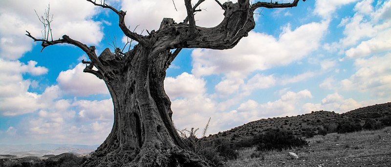 Πως η κλιματική αλλαγή στη Μεσόγειο πλήττει την ελαιοκαλλιέργεια – Τι πρέπει να κάνουν οι παραγωγοί