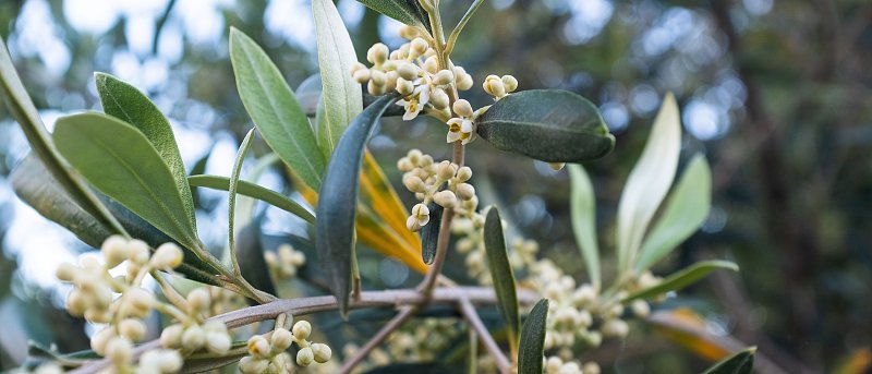 Δακοκτονία 2026–2028: Σε τροχιά διαγωνισμός 42,99 εκατ. ευρώ για την προμήθεια υλικών