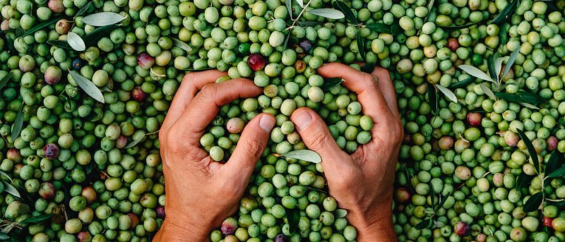 Δημοσιεύθηκε η απόφαση για παράταση στις δηλώσεις συγκομιδής ελαιοκάρπου – Έναρξη από 1/10/2026