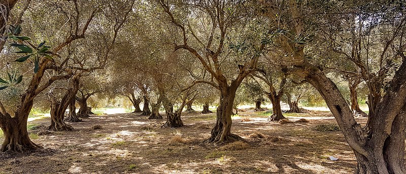 Μειωμένη η ελαιοπαραγωγή της Κρήτης λόγω συνεχόμενης ανομβρίας, μπορεί να αιτηθεί η χώρα στήριξη από ΕΕ