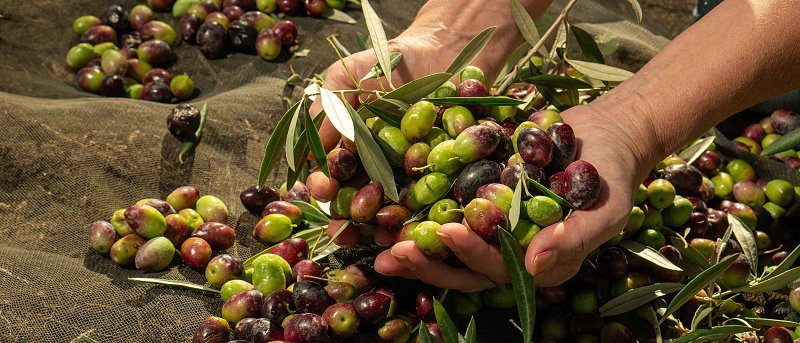 Πάει πίσω η υποβολή δηλώσεων συγκομιδής ελαιοκάρπου, από πότε θα βάζουν πρόστιμα