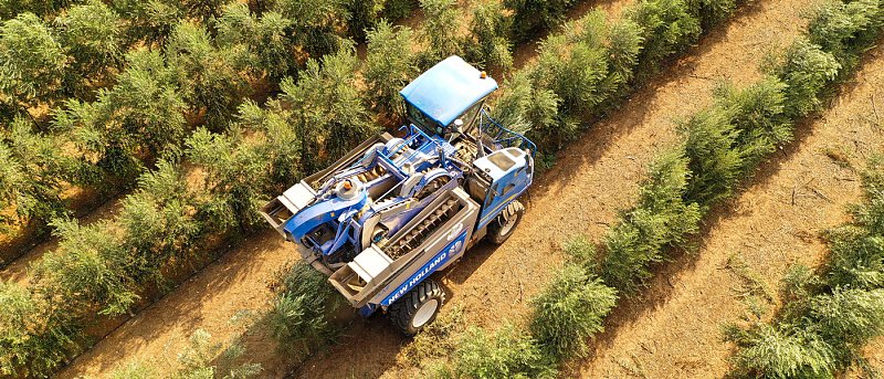 Ο ισπανικός ελαιώνας σε τροχιά σταθερής διεύρυνσης – πάνω από 2,8 εκατ. εκτάρια το 2025