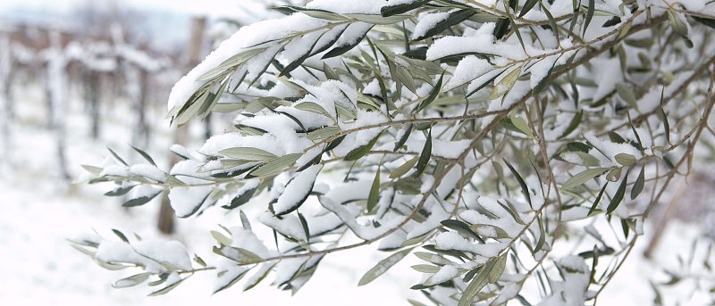 Χιόνι και παγετός στον ελαιώνα: πώς φαίνονται οι ζημιές και πώς διαχειρίζεται η ελιά