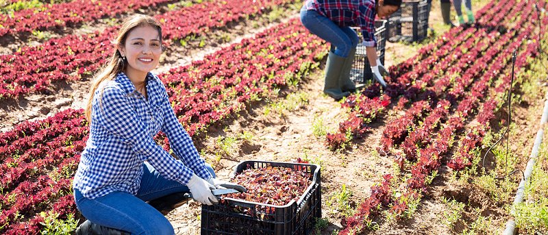 Σε λειτουργία τέθηκε η νέα εφαρμογή για το εργόσημο, οι νέες δυνατότητες των ασφαλισμένων